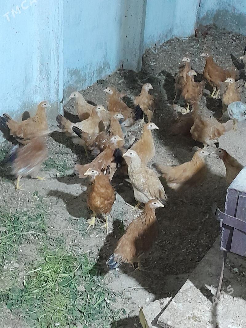 jüje - Gökdepe - img 1