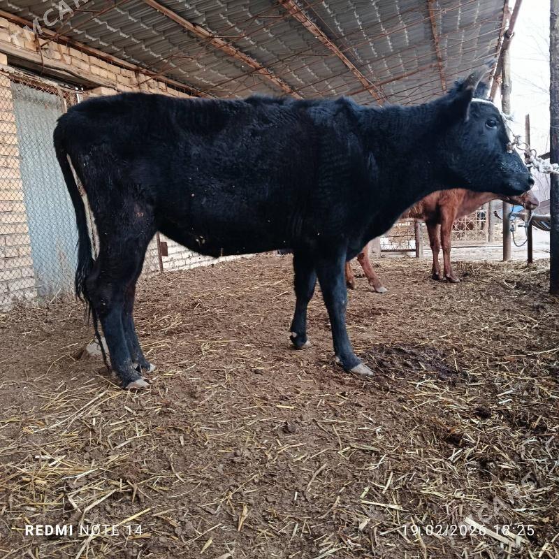 Gunajynlar - Çärjew - img 1