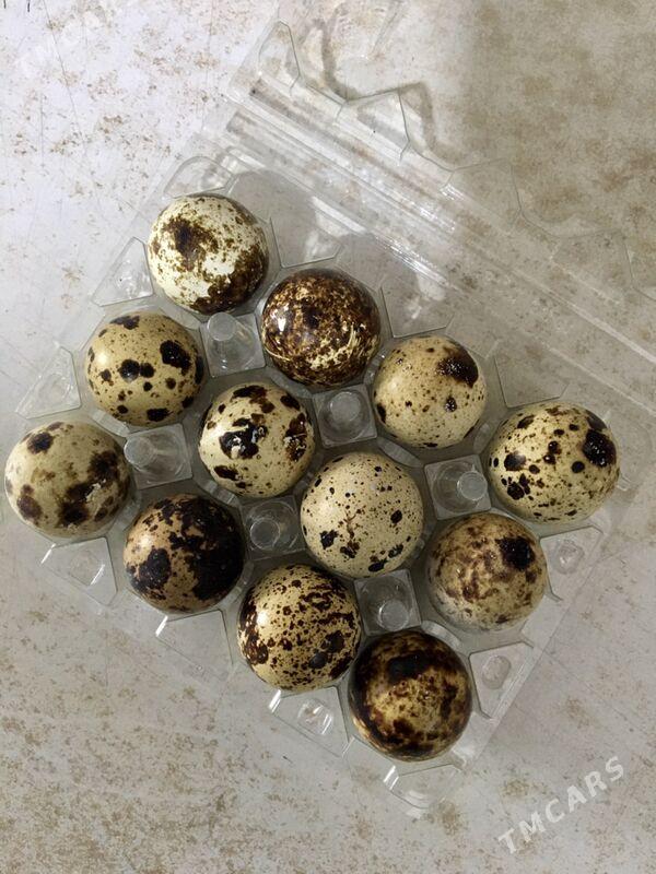 BEDENE WE TOWUK  YUM - Кака - img 1