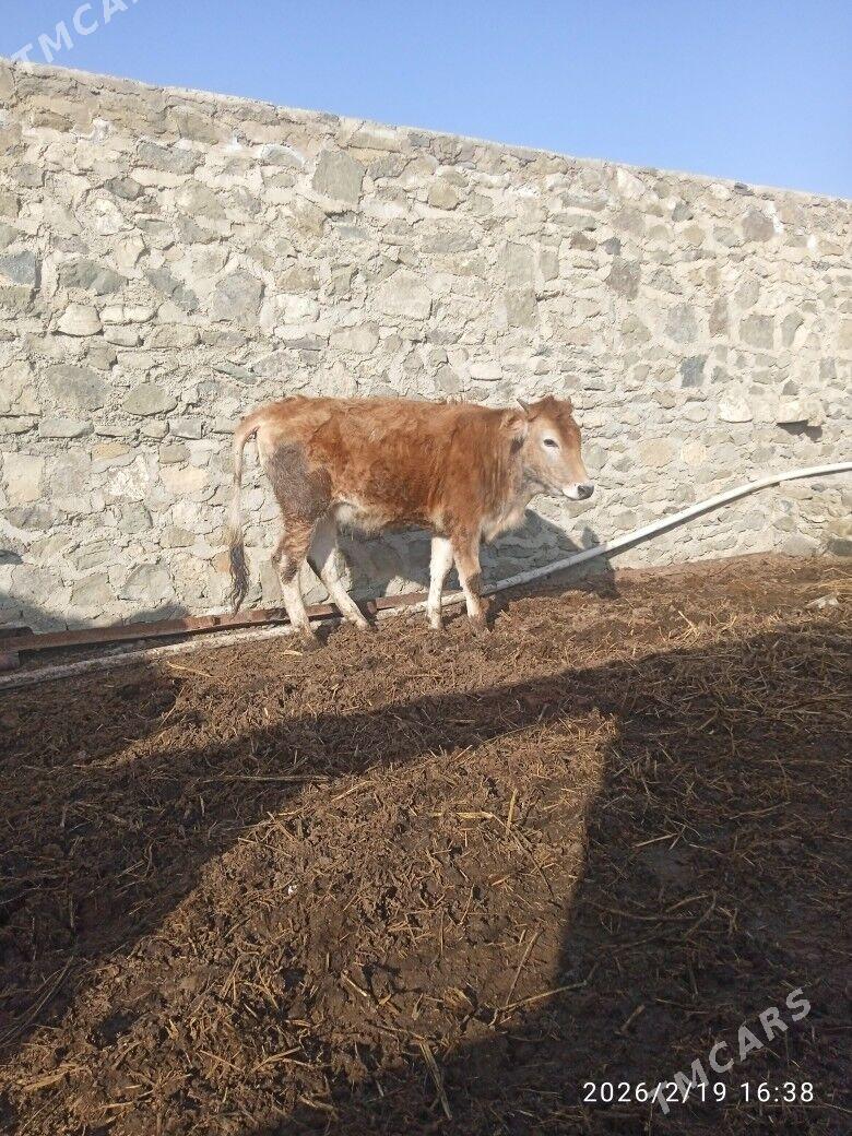 gacar.tuwe - Bereket - img 1