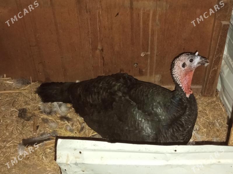 induk - Байрамали - img 1