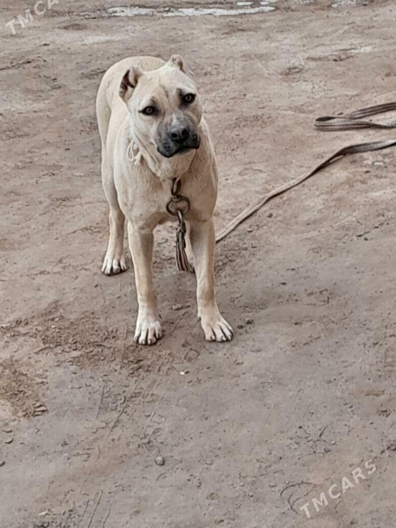 pidbull pitbull - Daşoguz - img 1