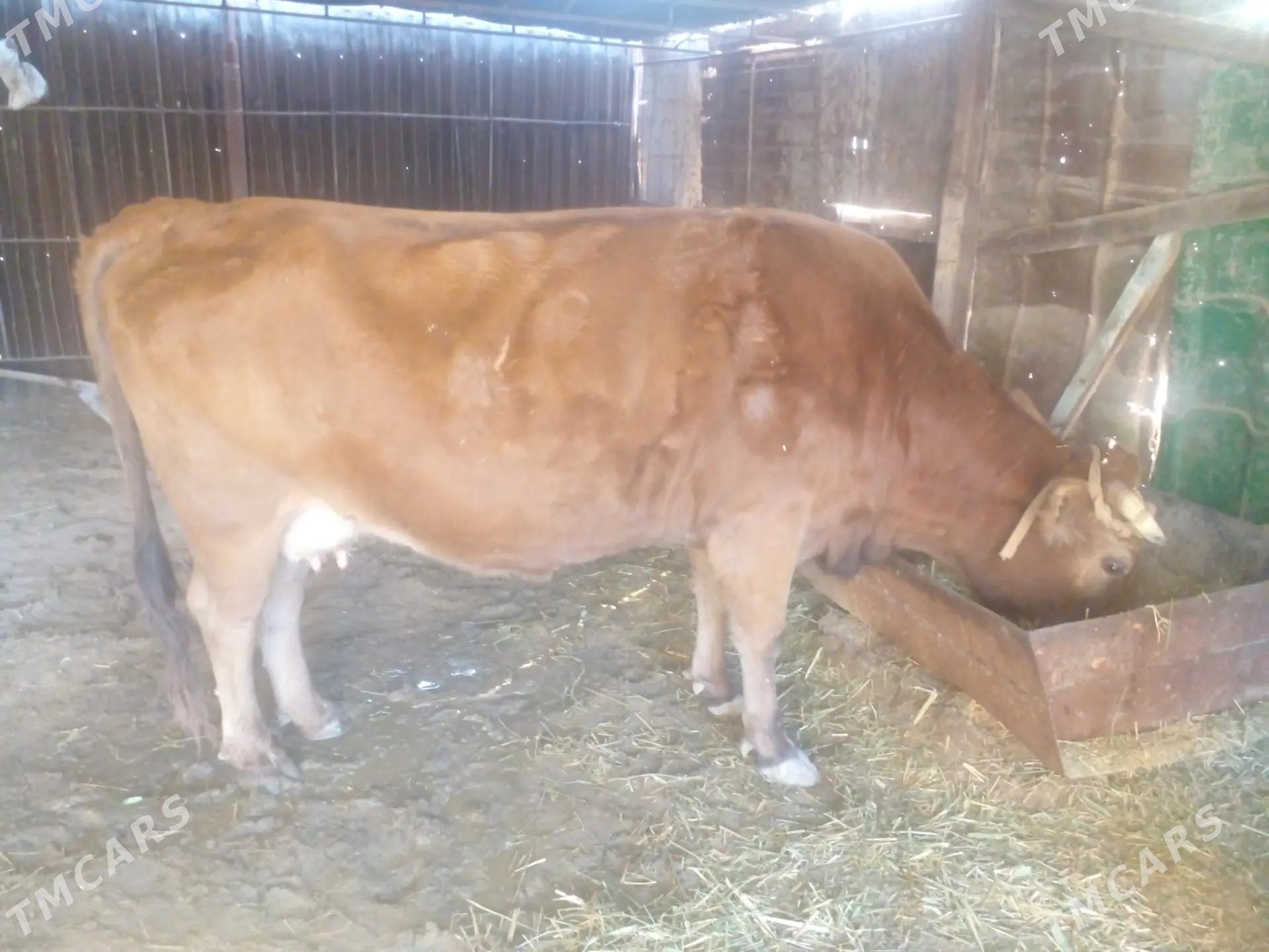 Tanaly sygyr - Balkanabat - img 1