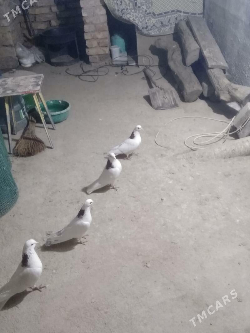 kepter - Türkmenabat - img 1