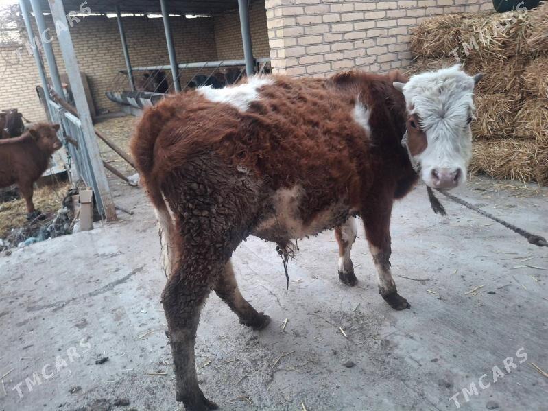 semental okuzsemental okuz - Çärjew - img 1