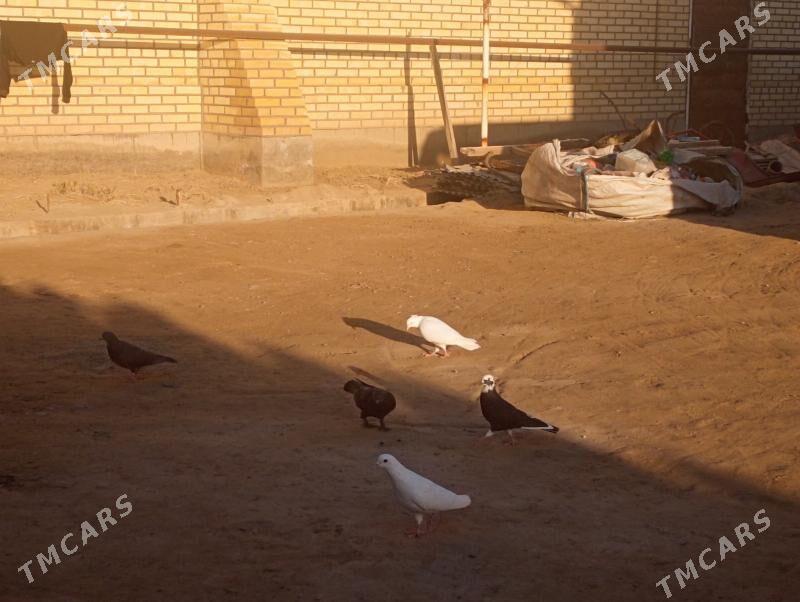 kepderi - Mary - img 1