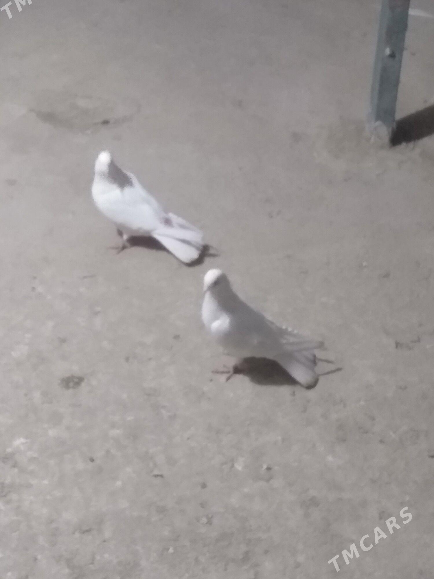 kepter - Türkmenabat - img 1