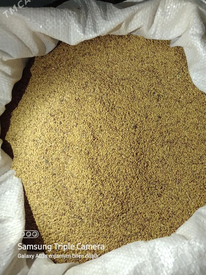 Ýorunja tohym - Бахарден - img 1