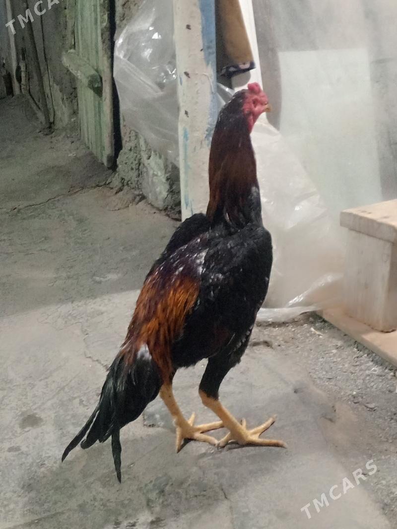 taskent horaz - Ашхабад - img 1