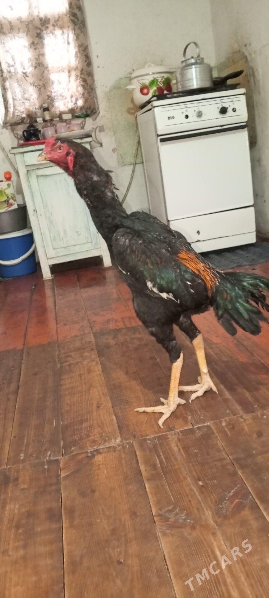 satlyk jujeler - Дашогуз - img 1