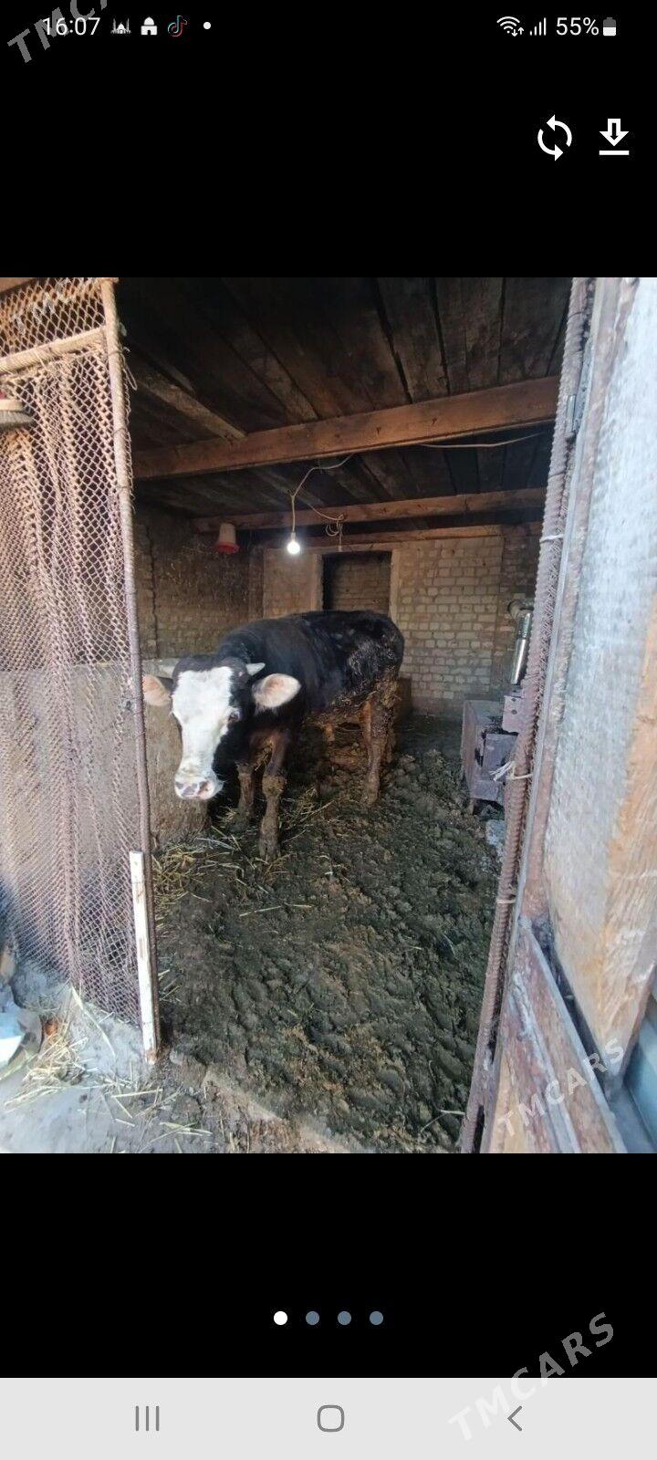 okuz - Бузмеин - img 1