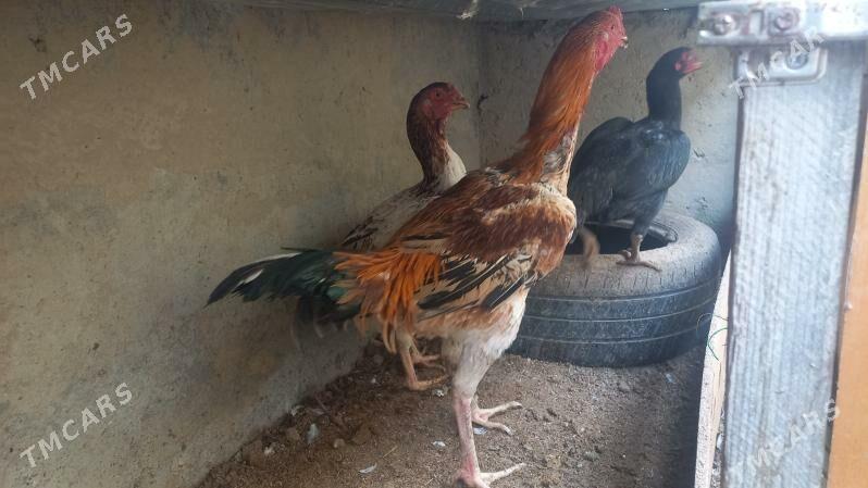 Tashkent horay - Büzmeýin - img 1