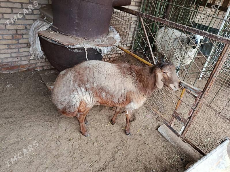 Tohum goç - Türkmenabat - img 1