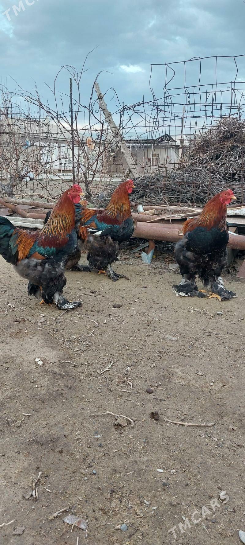 Towuk - Gökdepe - img 1