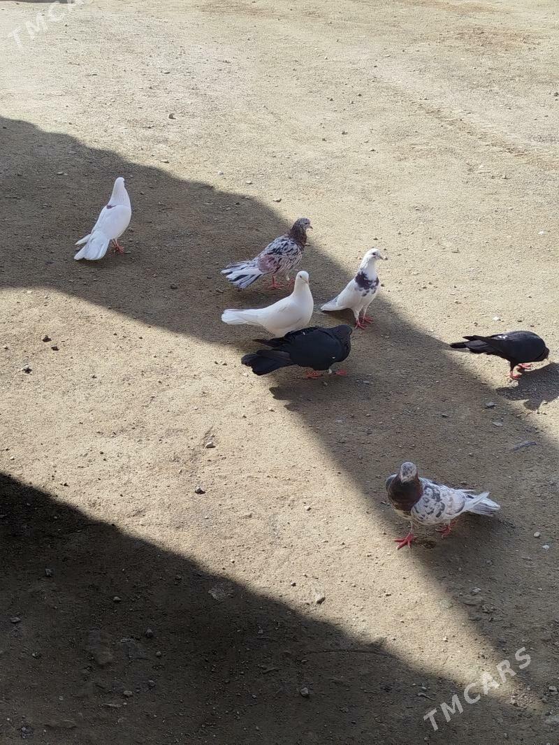 kepderi - Bereket - img 1