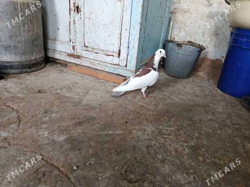 kepderi. - Гызыларбат - img 1