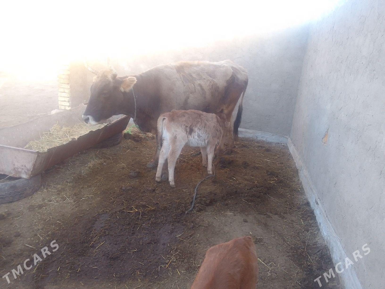 göleli sygyr - Babadaýhan - img 1