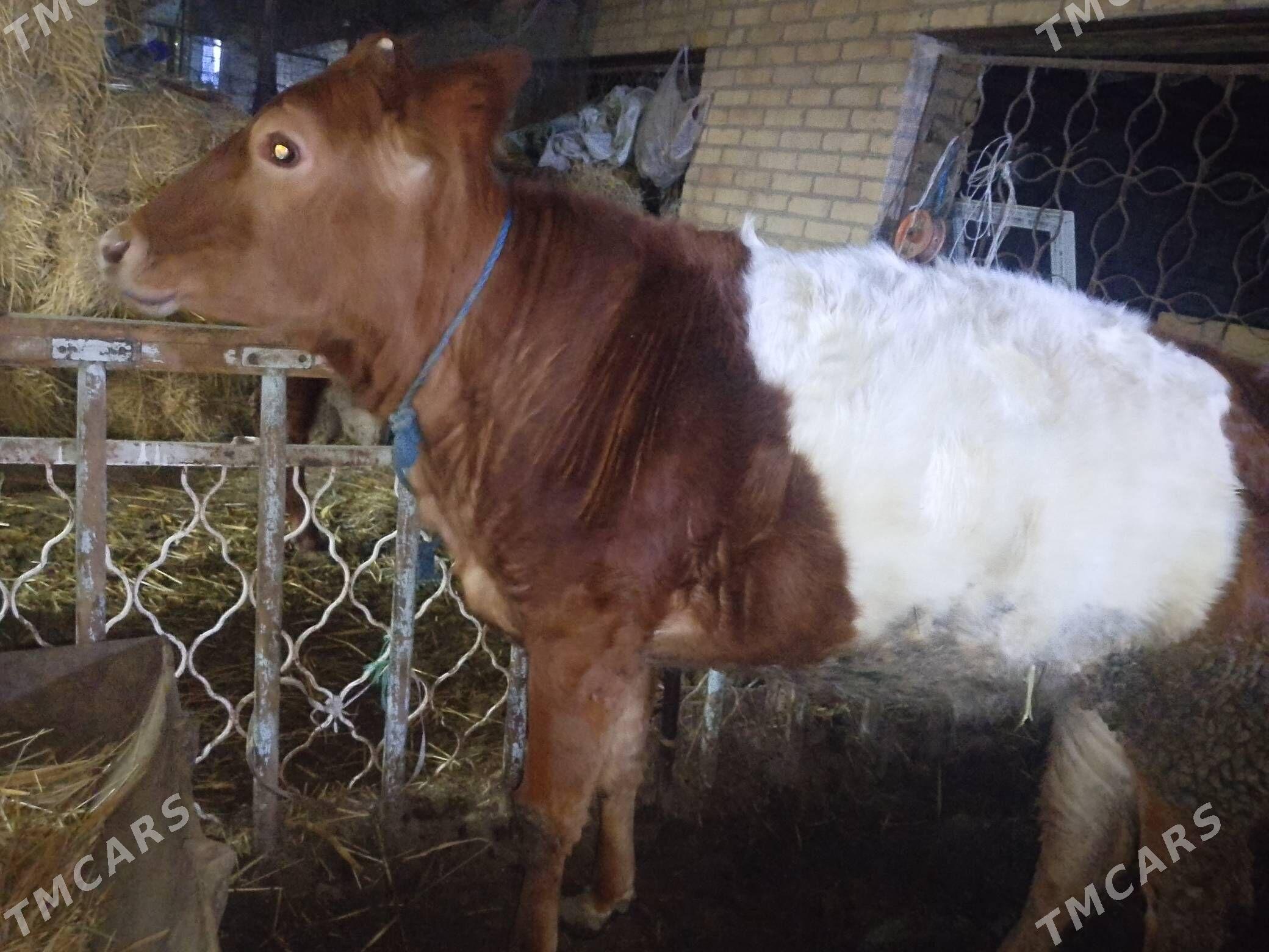 mal - Туркменабат - img 1