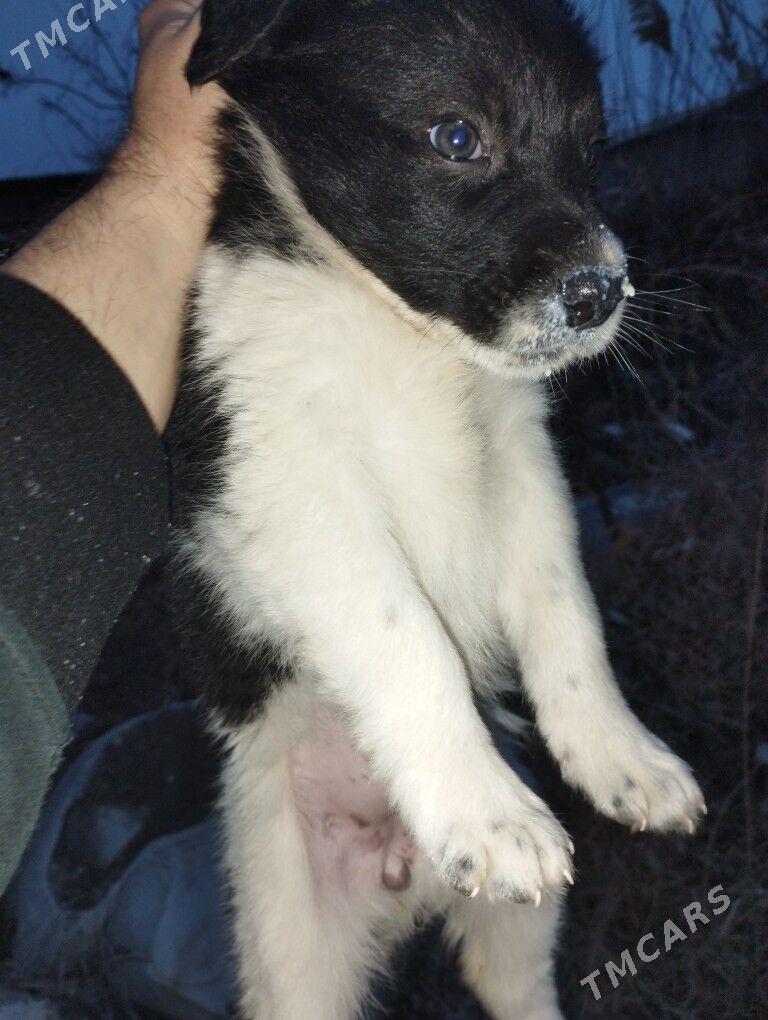 Щенки.дворняжки - Туркменабат - img 1