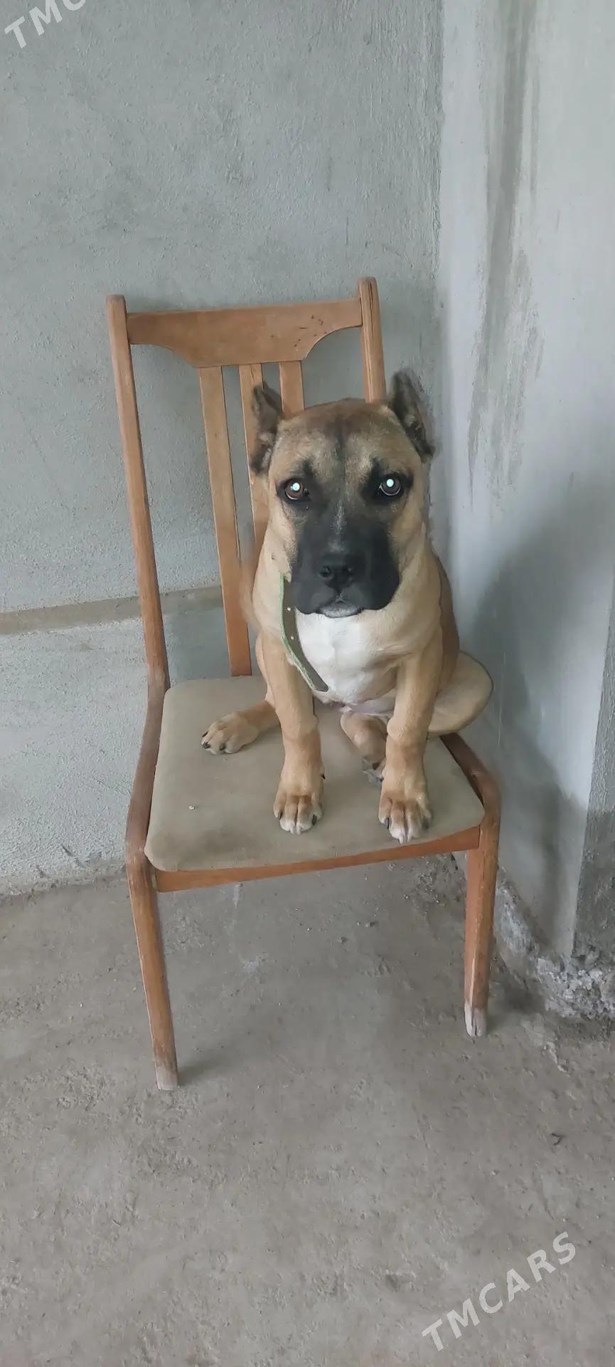 Pid bull- Кане корсо - Туркменабат - img 1