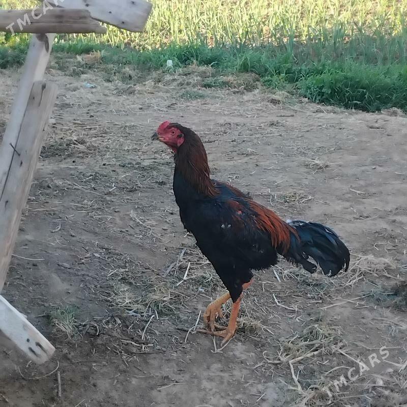 Baÿes we Maki - Wekilbazar - img 1