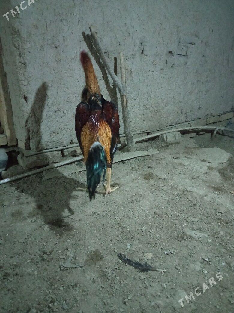 horaz - Акдепе - img 1