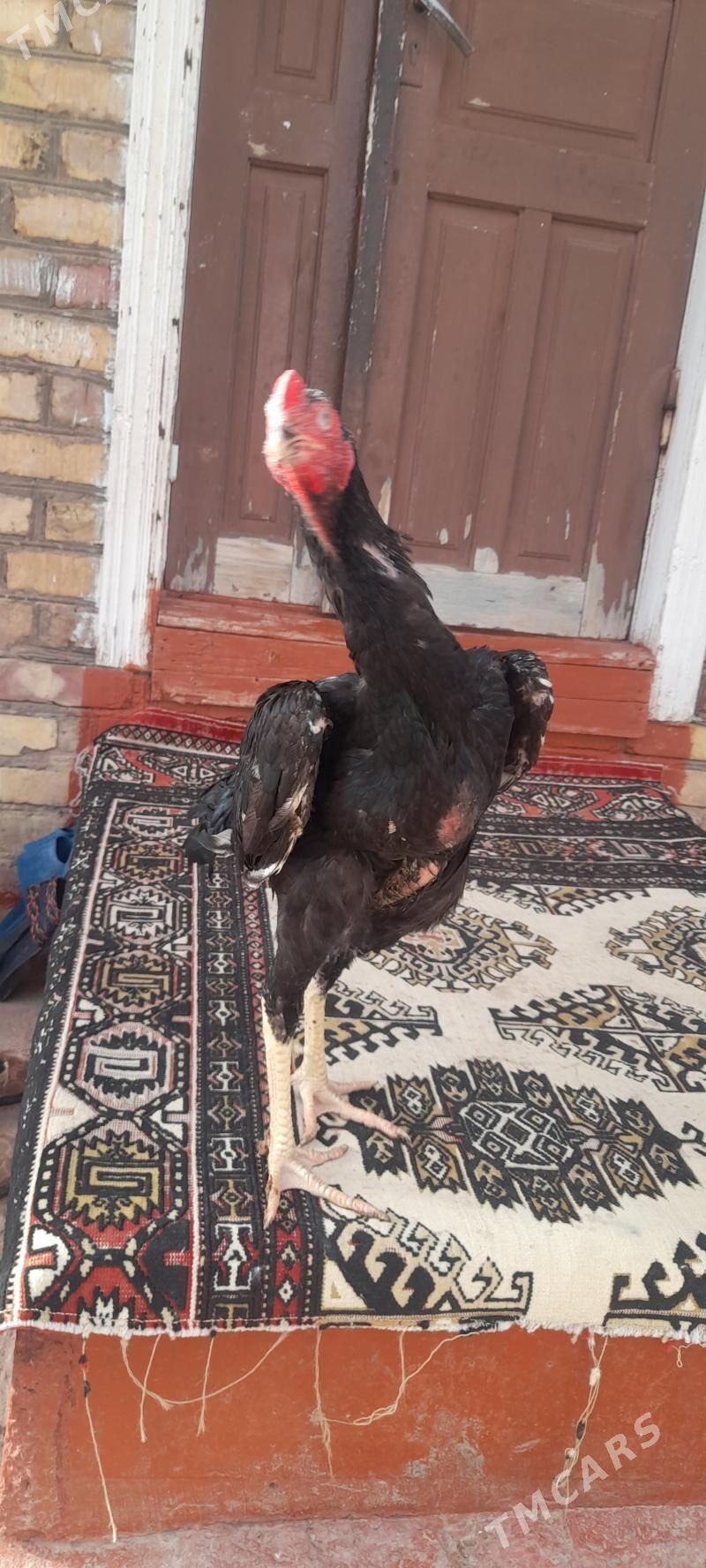 Taşkent horaz - Tejen - img 1