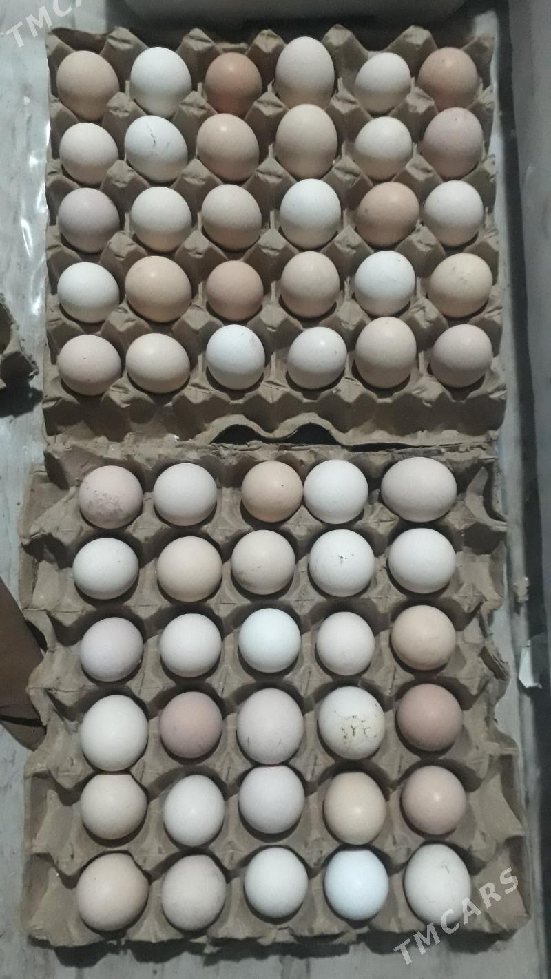 dominant   towuk  yumurtga - Туркменабат - img 1