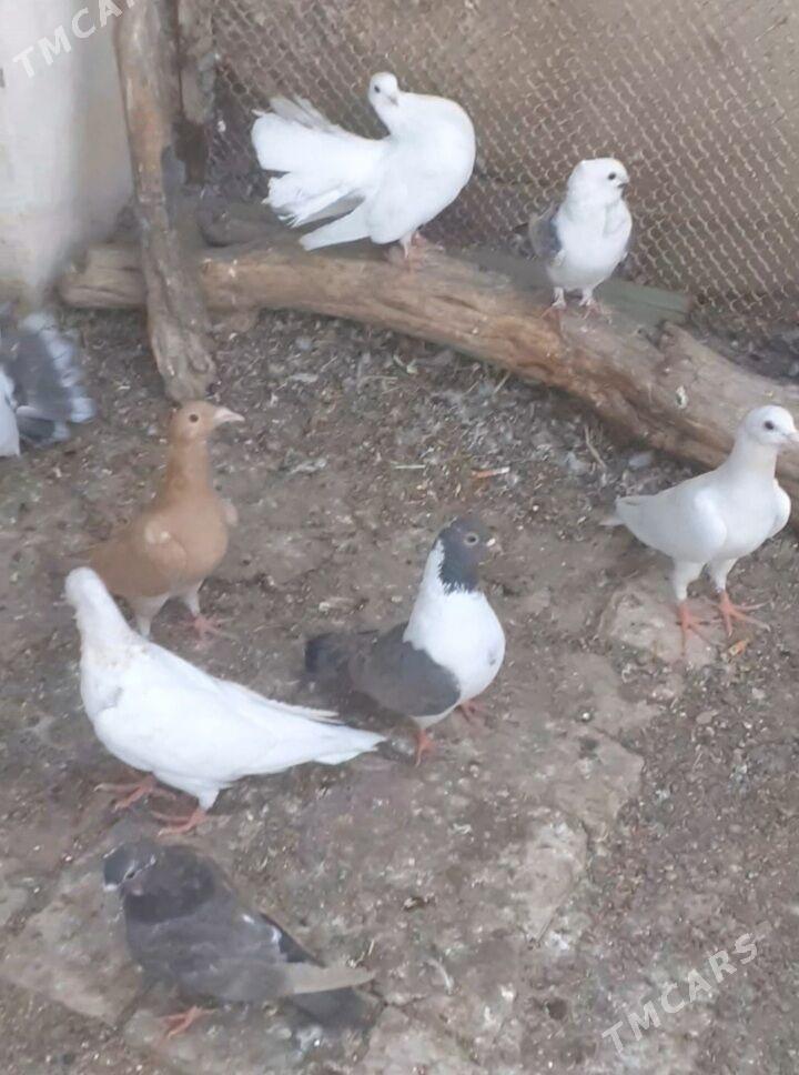 KEPDERI - Mary - img 1