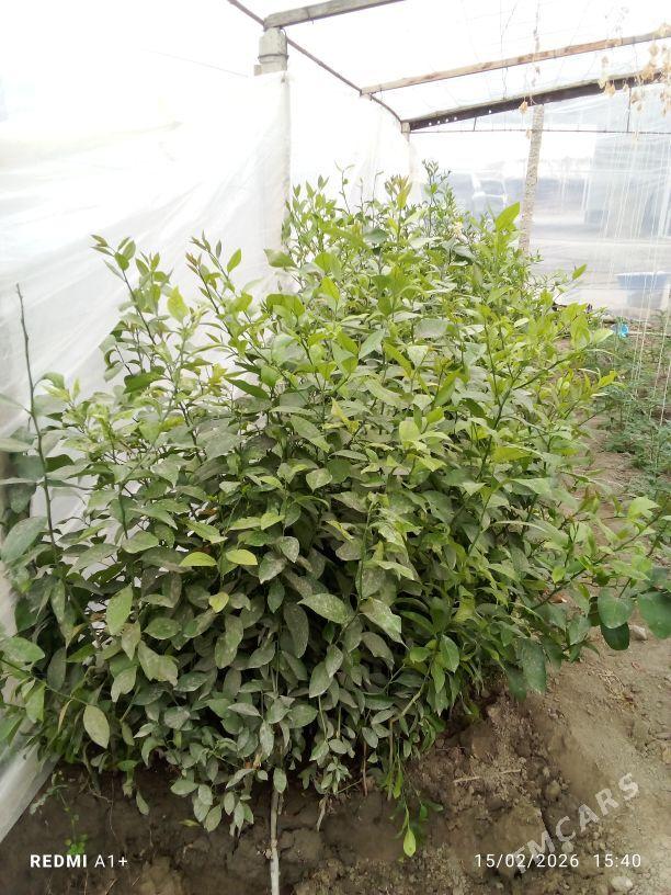 limon şitil - Gökdepe - img 1