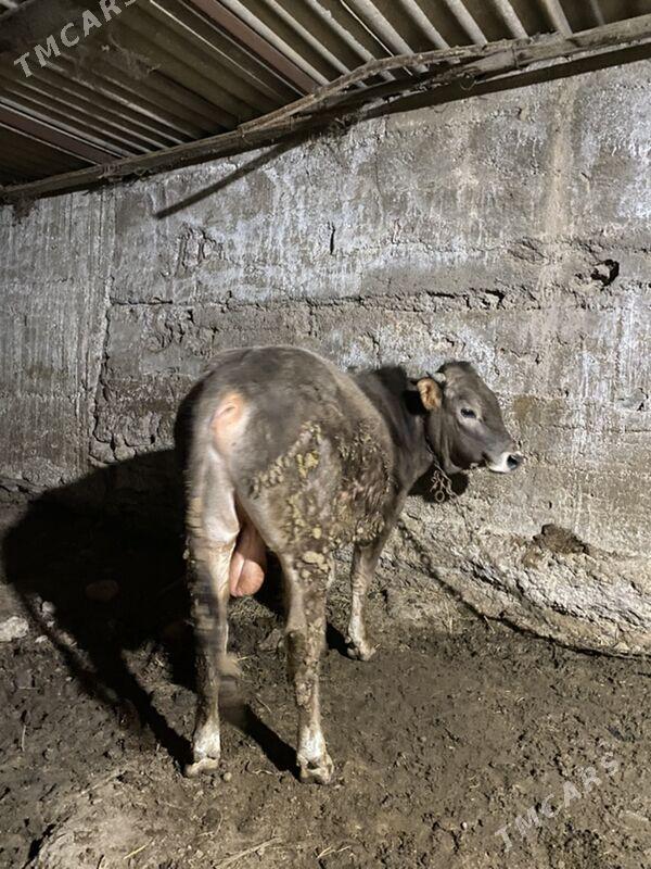 ÖKÜZ - Гёкдже - img 1