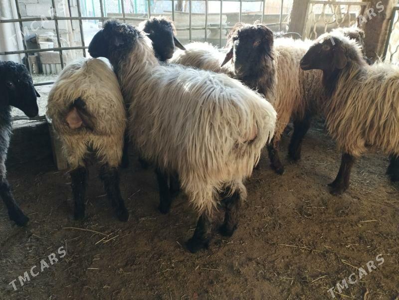 işşek - Änew - img 1