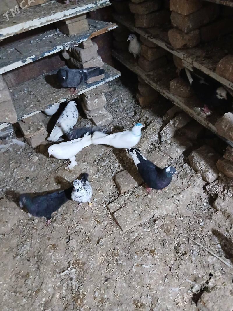 kepderi - Wekilbazar - img 1