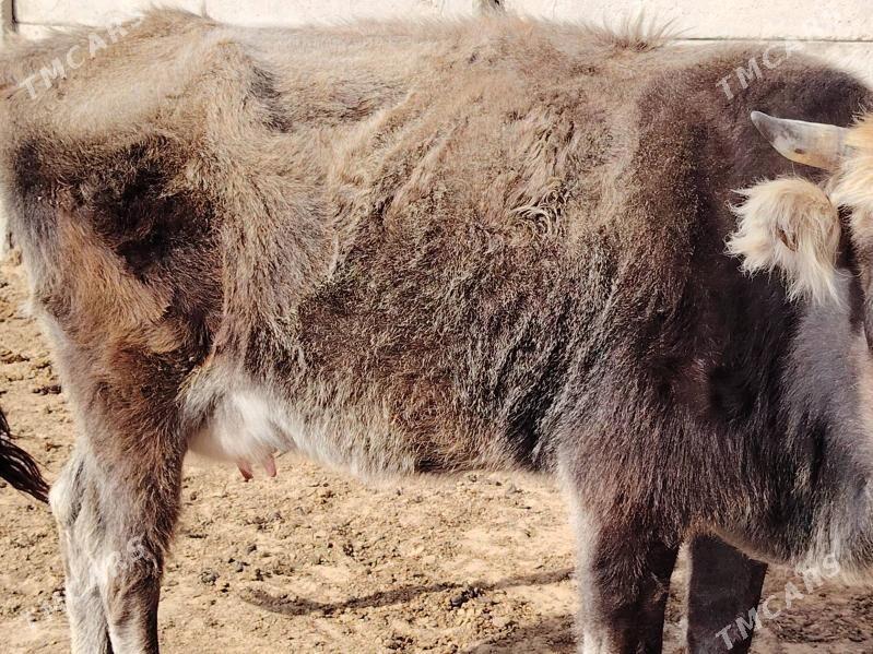 Tanaly Sygyrlar - Türkmenbaşy - img 1