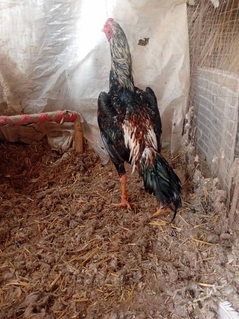 horaz - Türkmenabat - img 1