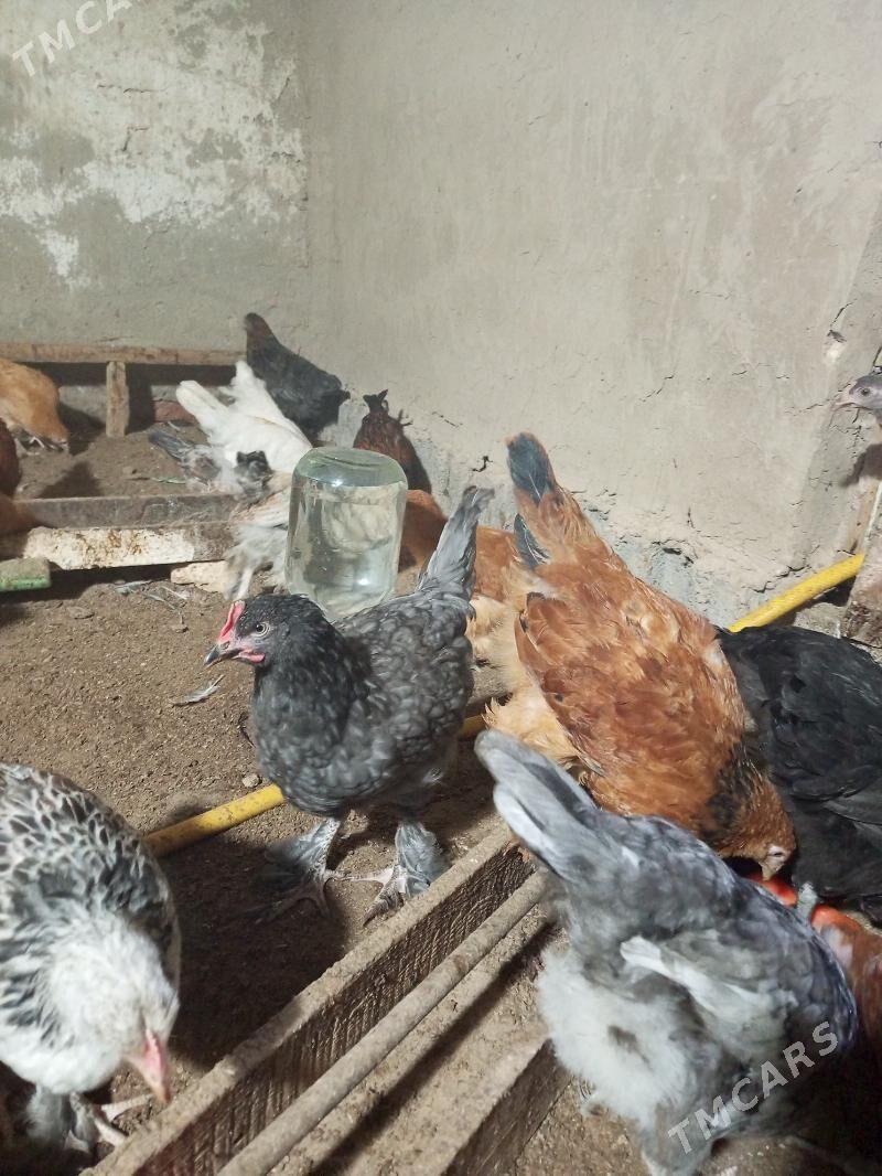 jüjeler - Мургап - img 1