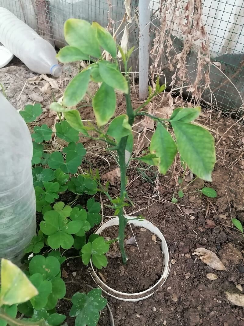 Limon - Balkanabat - img 1