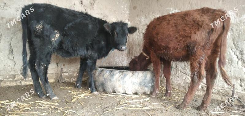 kaçar - Шабатский этрап - img 1