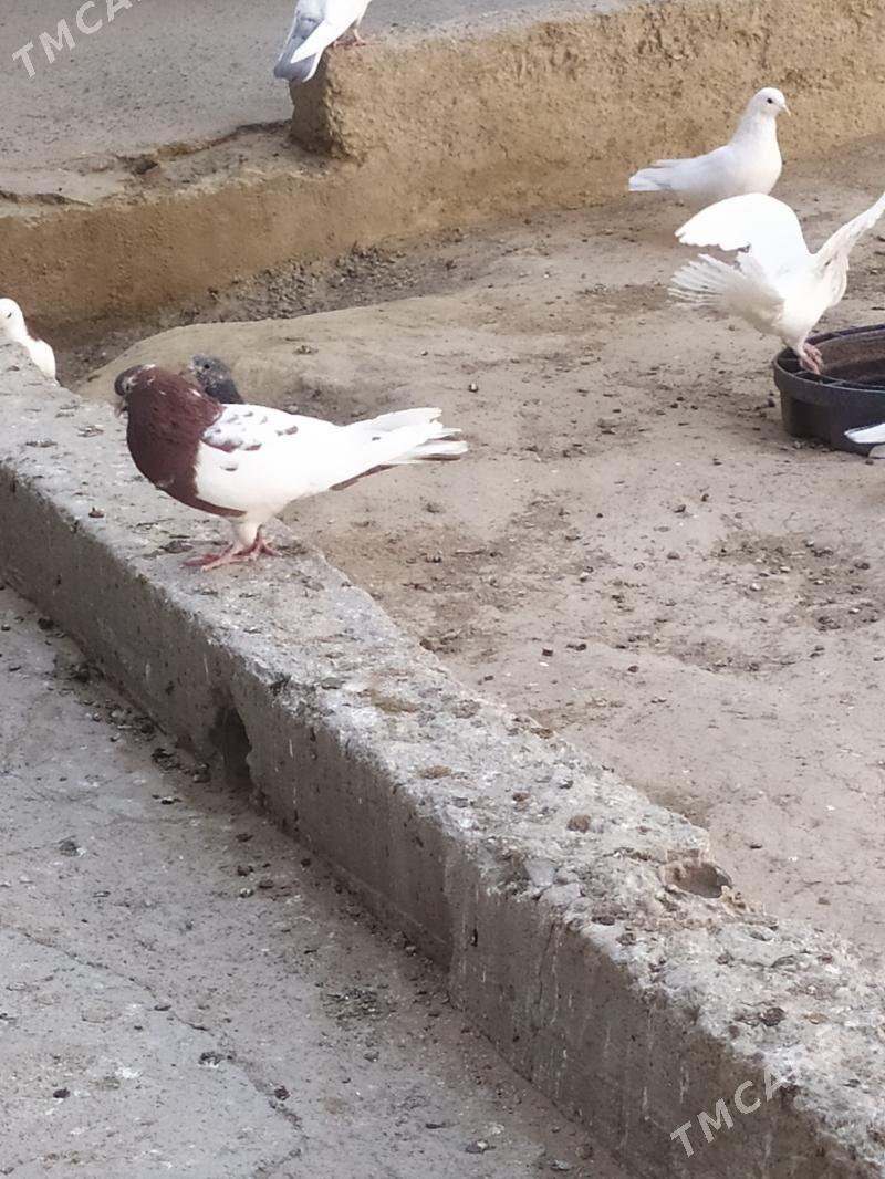 kepderi - Гызыларбат - img 1