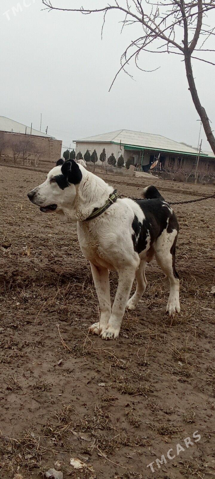 P.A.N.D.A - Дашогуз - img 1