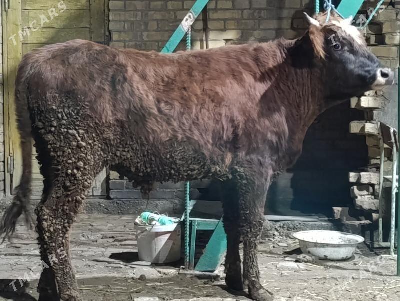 OKUZLER - Türkmenabat - img 1