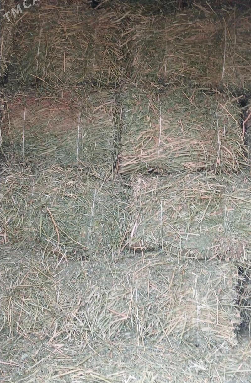 yorunja pires arassa - Бахарден - img 1