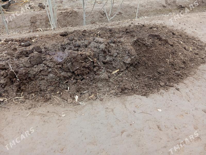 Maly dersi - Шабатский этрап - img 1