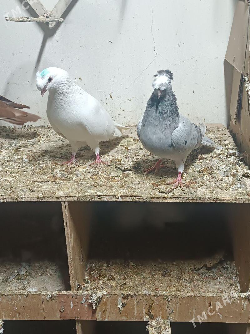 Kepderi - Mary - img 1