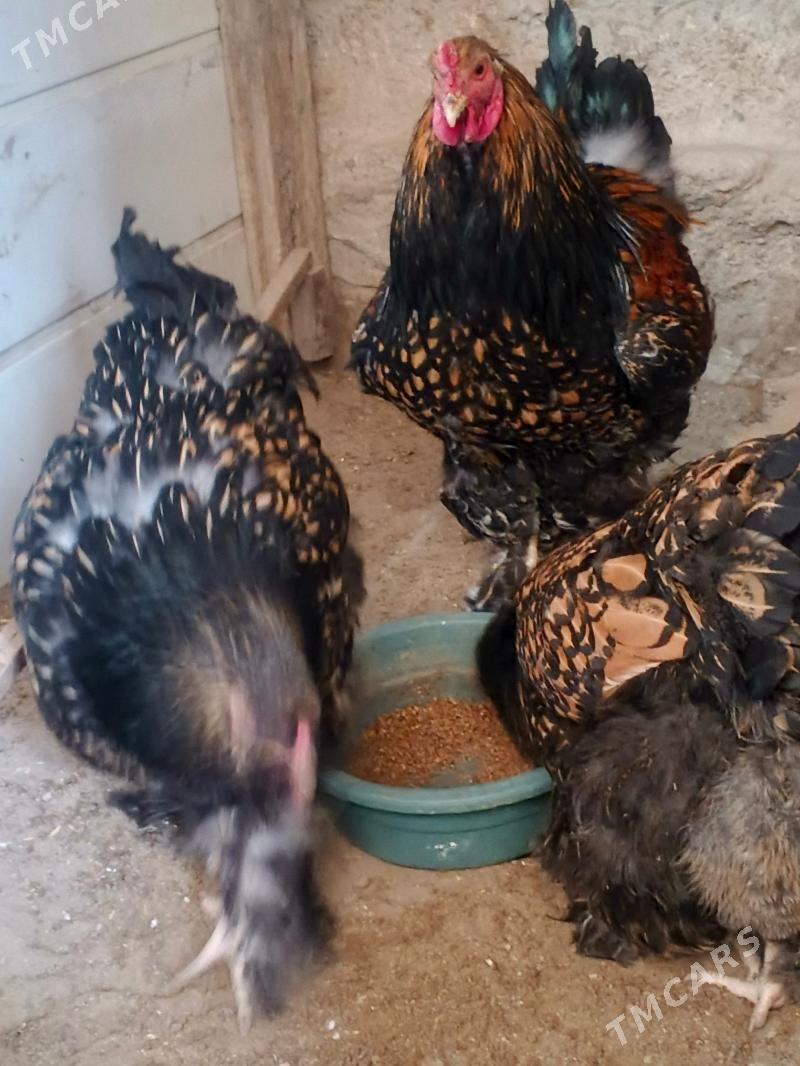 Brama ýumurtgasy - Jebel - img 1