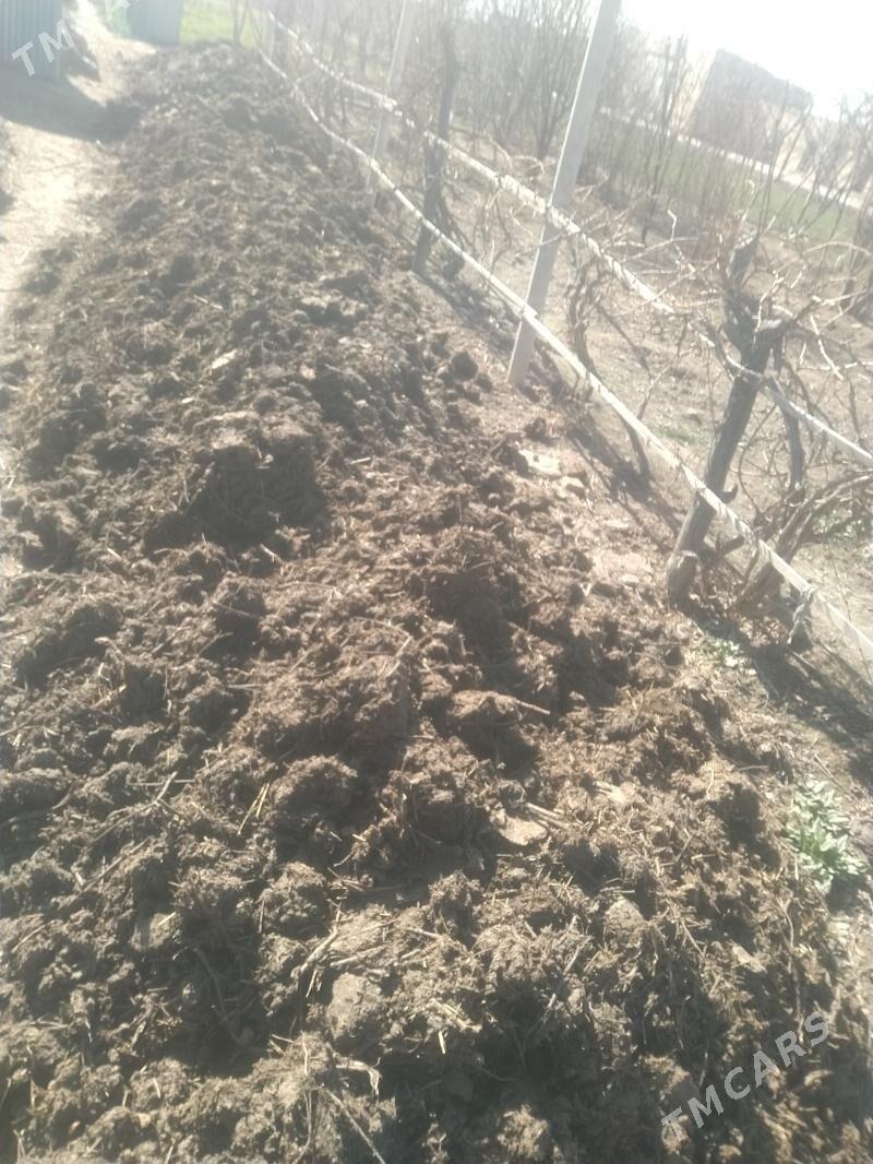 Nury - Çärjew - img 1