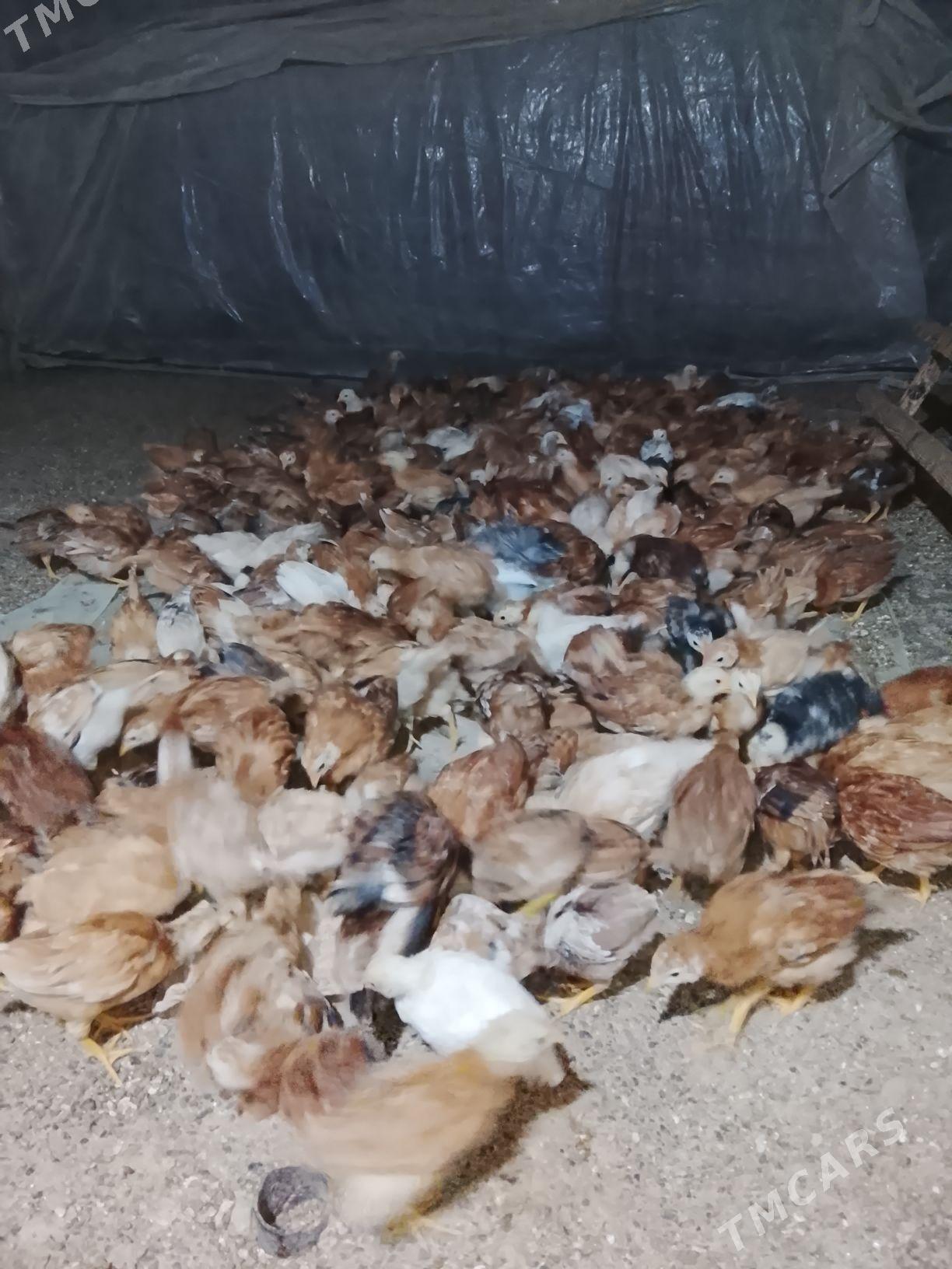 juje 2 aylik - Анев - img 1