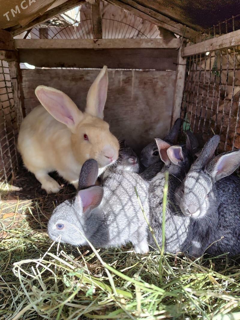 pol welikan - Сакар - img 1