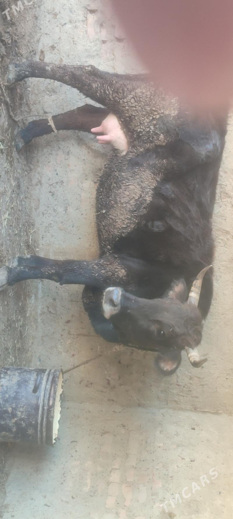 sygyr. gysyr - Bäherden - img 1