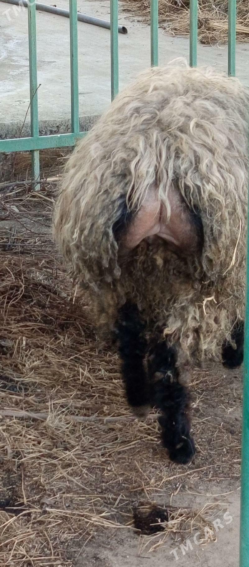 BAKYLGY İŞŞEK - Ашхабад - img 1